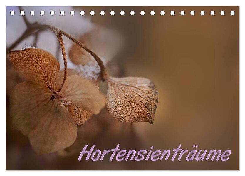 Hortensienträume (Tischkalender 2026 DIN A5 quer) CALVENDO Monatskalender