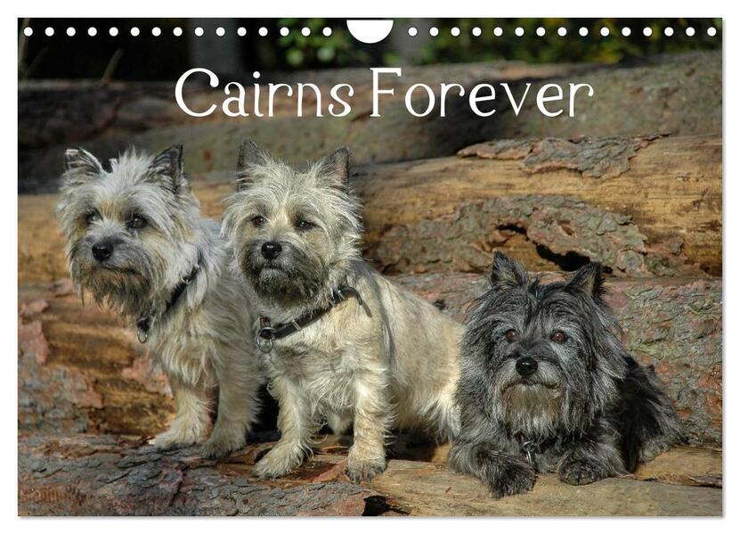 Cairns Forever (Wandkalender 2026 DIN A4 quer) CALVENDO Monatskalender