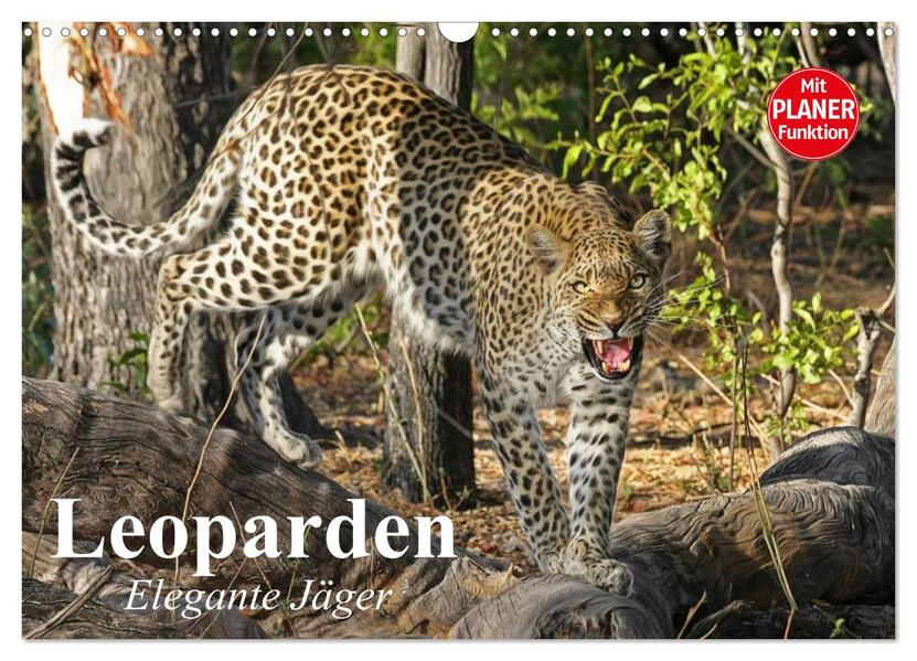Leoparden. Elegante Jäger (Wandkalender 2026 DIN A3 quer) CALVENDO Monatskalender