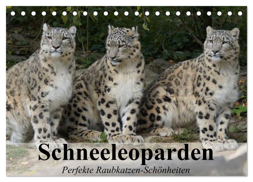 Schneeleoparden. Perfekte Raubkatzen-Schönheiten (Tischkalender 2026 DIN A5 quer) CALVENDO Monatskalender