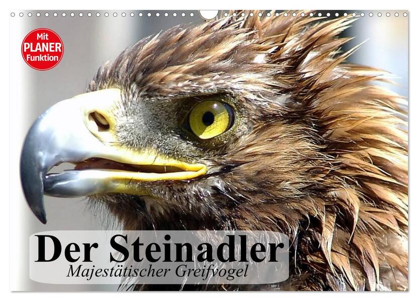 Der Steinadler. Majestätischer Greifvogel (Wandkalender 2026 DIN A3 quer) CALVENDO Monatskalender