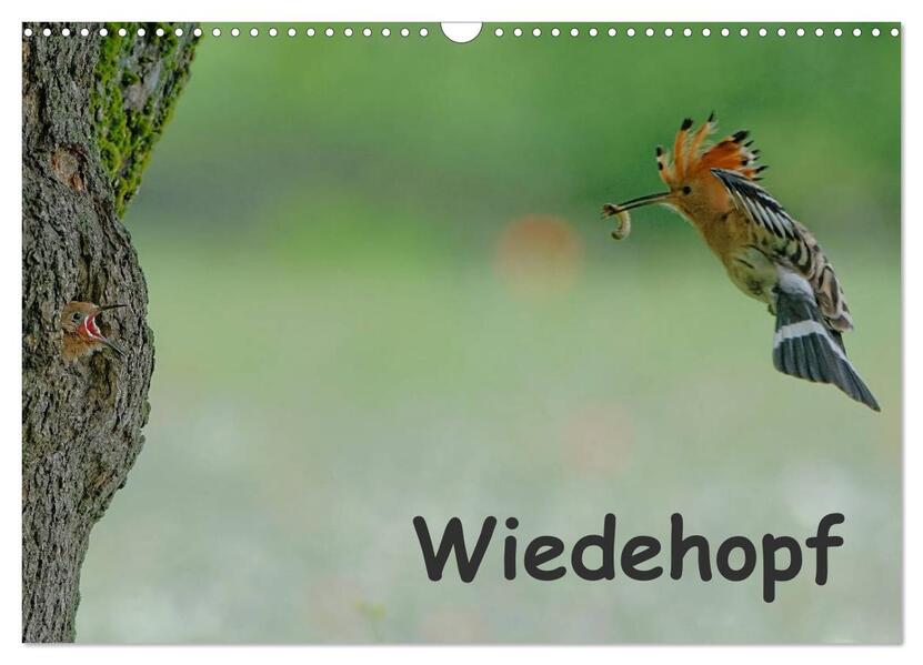 Wiedehopf (Wandkalender 2026 DIN A3 quer) CALVENDO Monatskalender