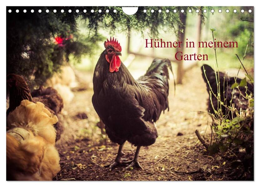 Hühner in meinem Garten (Wandkalender 2026 DIN A4 quer) CALVENDO Monatskalender