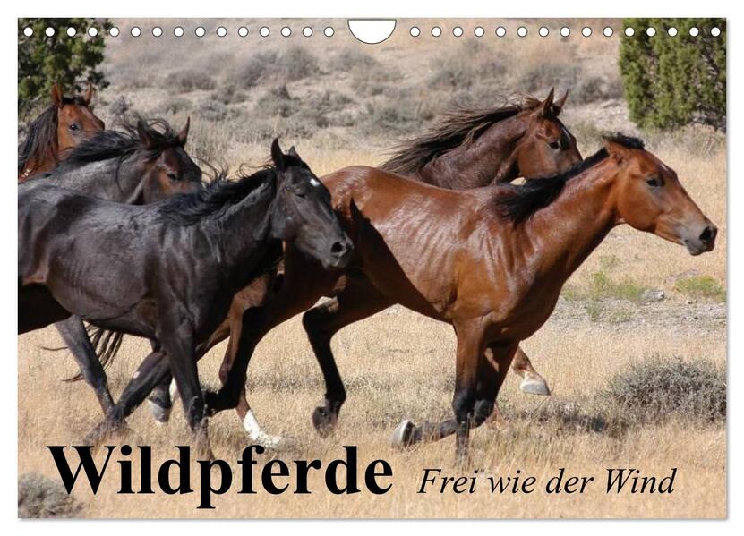 Wildpferde. Frei wie der Wind (Wandkalender 2026 DIN A4 quer) CALVENDO Monatskalender