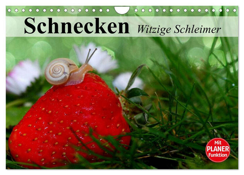 Schnecken. Witzige Schleimer (Wandkalender 2026 DIN A4 quer) CALVENDO Monatskalender