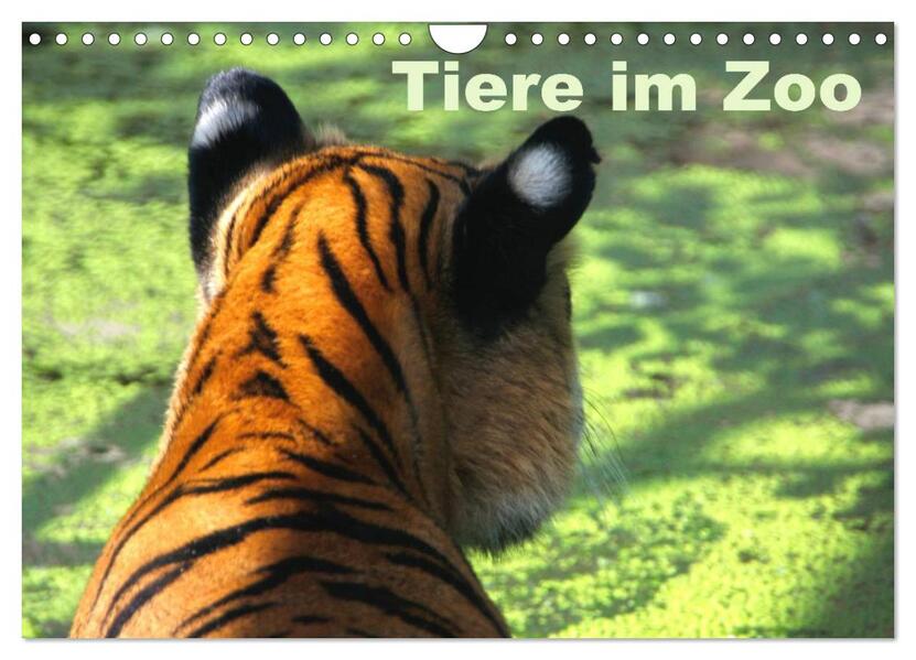 Tiere im Zoo (Wandkalender 2026 DIN A4 quer) CALVENDO Monatskalender