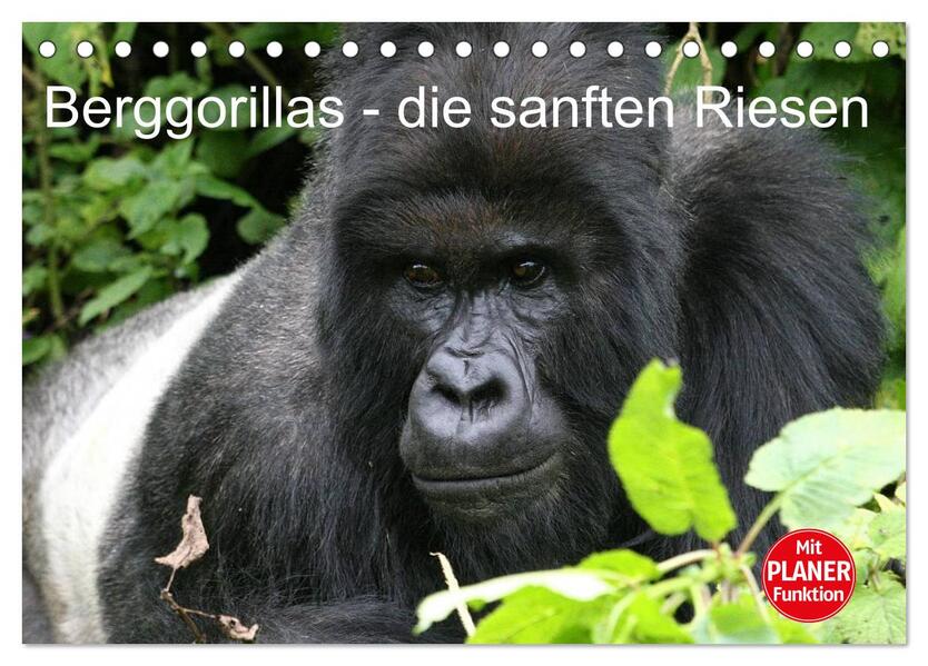 Berggorillas - die sanften Riesen (Tischkalender 2026 DIN A5 quer) CALVENDO Monatskalender