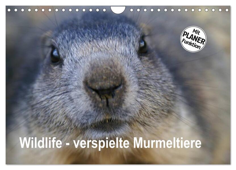 Wildlife - Verspielte Murmeltiere (Wandkalender 2026 DIN A4 quer) CALVENDO Monatskalender