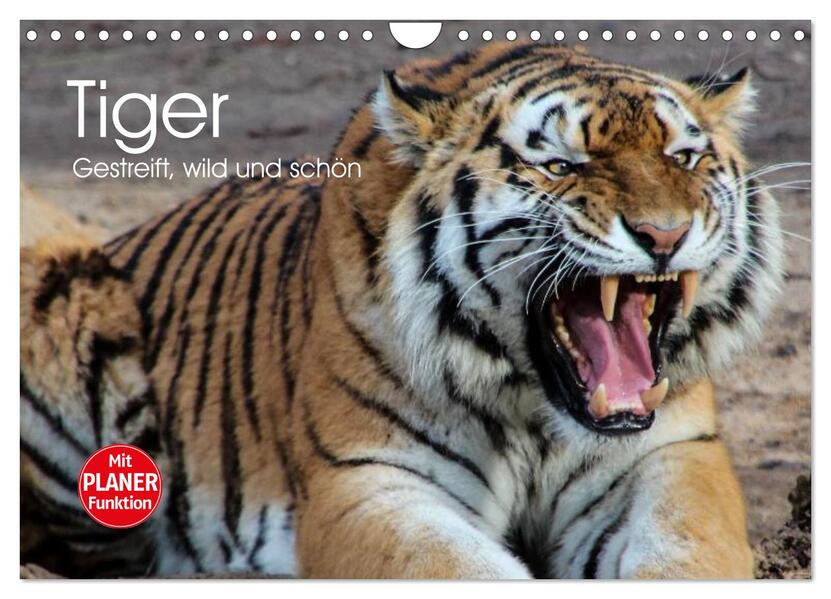 Tiger. Gestreift wild und schön (Wandkalender 2026 DIN A4 quer) CALVENDO Monatskalender