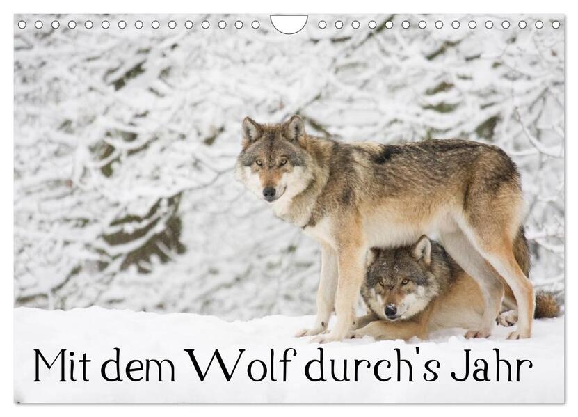 Mit dem Wolf durch's Jahr (Wandkalender 2026 DIN A4 quer) CALVENDO Monatskalender