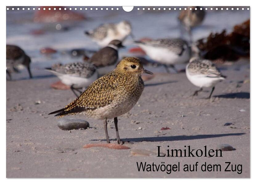 Limikolen Watvögel auf dem Zug (Wandkalender 2026 DIN A3 quer) CALVENDO Monatskalender