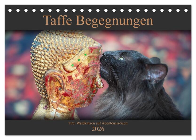 Taffe Begegnungen-Drei Waldkatzen auf Abenteuerreisen (Tischkalender 2026 DIN A5 quer) CALVENDO Monatskalender