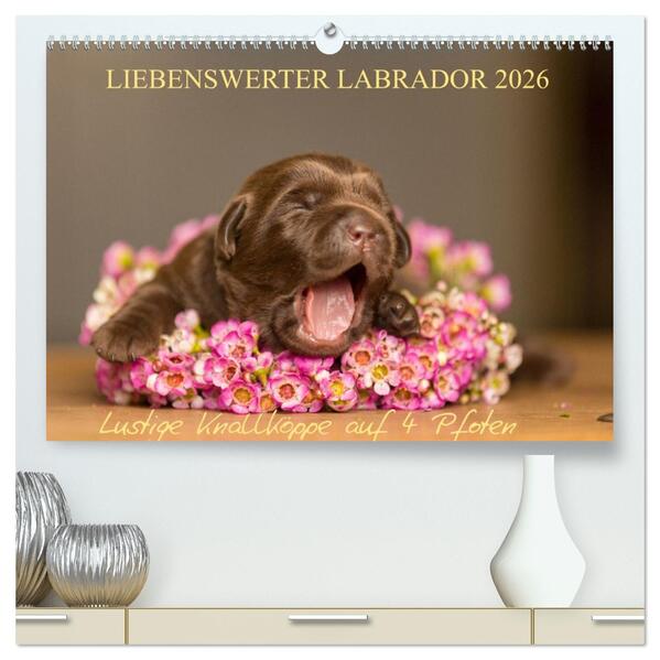 Liebenswerter Labrador 2026 (hochwertiger Premium Wandkalender 2026 DIN A2 quer) Kunstdruck in Hochglanz