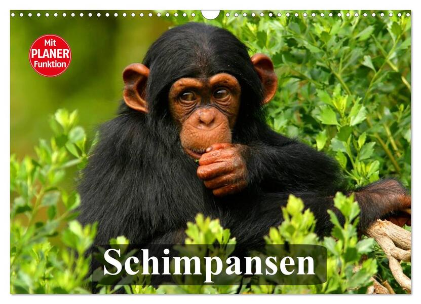 Schimpansen (Wandkalender 2026 DIN A3 quer) CALVENDO Monatskalender