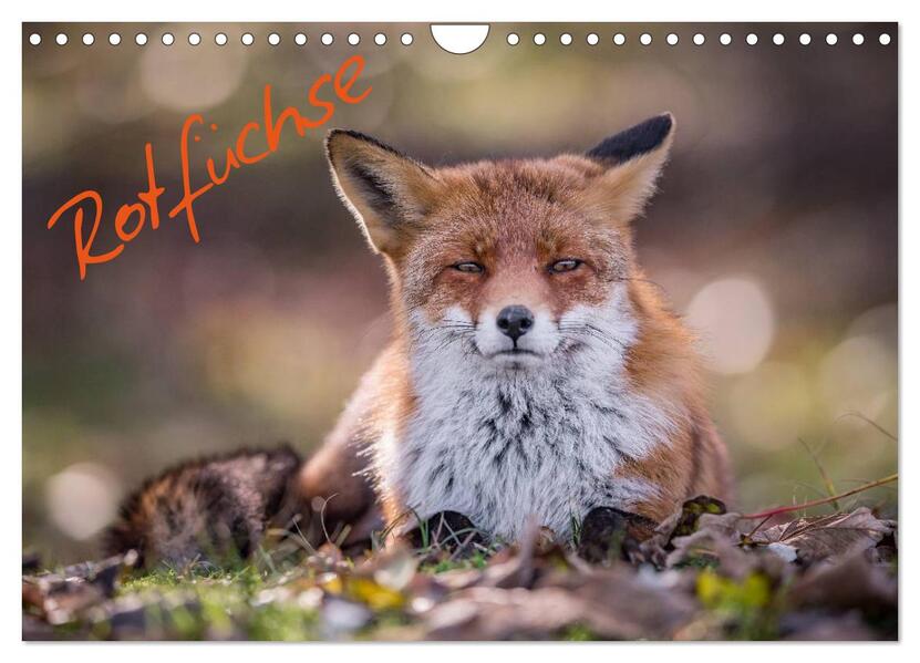 Rotfüchse (Wandkalender 2026 DIN A4 quer) CALVENDO Monatskalender