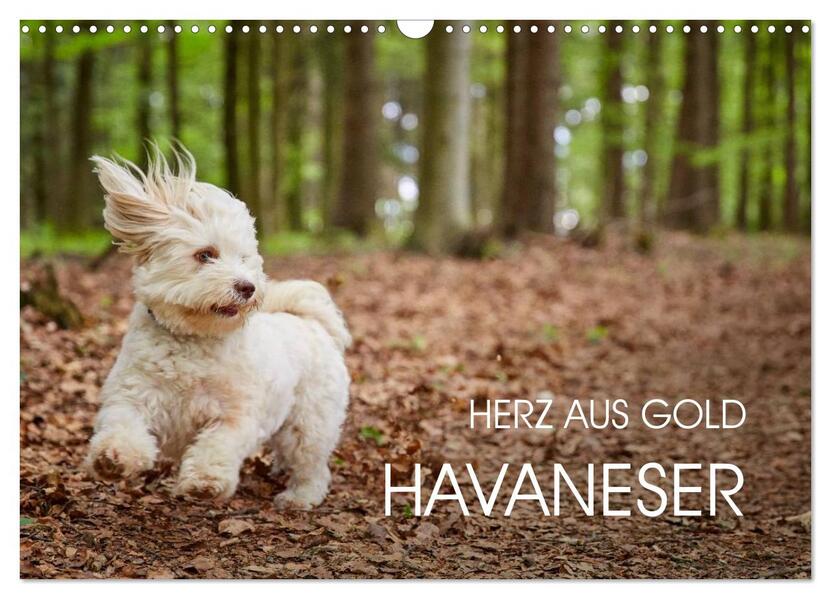 Havaneser - Herz aus Gold (Wandkalender 2026 DIN A3 quer) CALVENDO Monatskalender