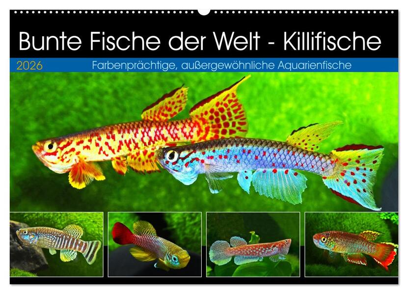 Bunte Fische der Welt - Killifische (Wandkalender 2026 DIN A2 quer) CALVENDO Monatskalender