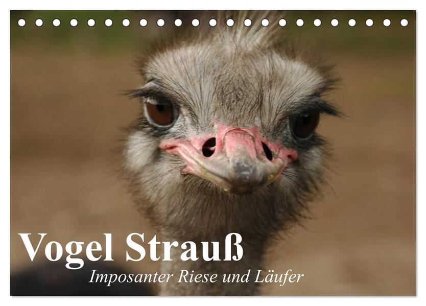 Vogel Strauß. Imposanter Riese und Läufer (Tischkalender 2026 DIN A5 quer) CALVENDO Monatskalender