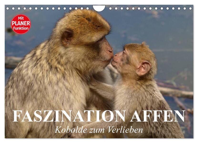 Faszination Affen. Kobolde zum Verlieben (Wandkalender 2026 DIN A4 quer) CALVENDO Monatskalender