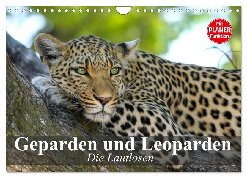 Die Lautlosen. Geparden und Leoparden (Wandkalender 2026 DIN A4 quer) CALVENDO Monatskalender