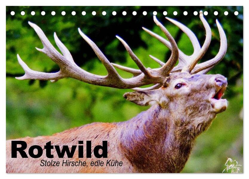 Rotwild. Edle Hirsche stolze Kühe (Tischkalender 2026 DIN A5 quer) CALVENDO Monatskalender