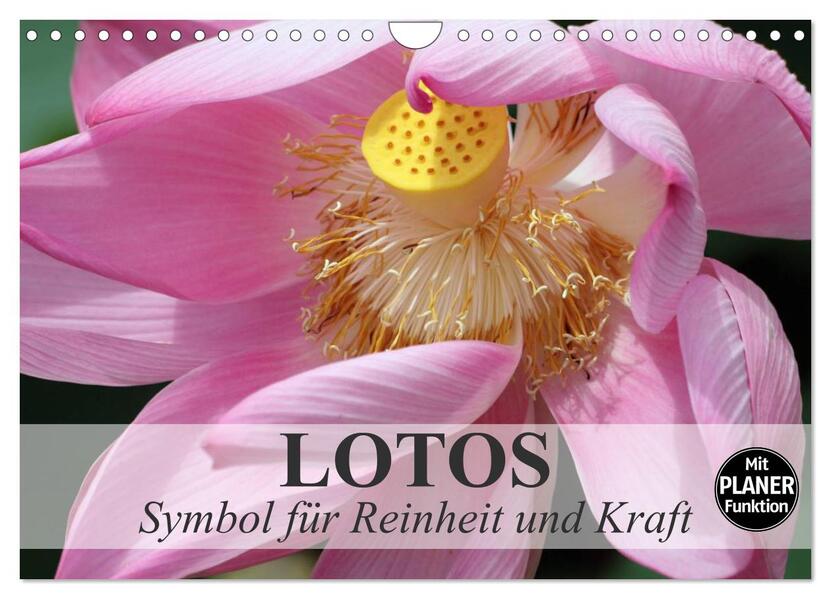 Lotos. Symbol für Reinheit und Kraft (Wandkalender 2026 DIN A4 quer) CALVENDO Monatskalender