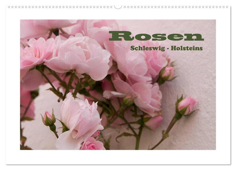 Rosen Schleswig-Holsteins (Wandkalender 2026 DIN A2 quer) CALVENDO Monatskalender