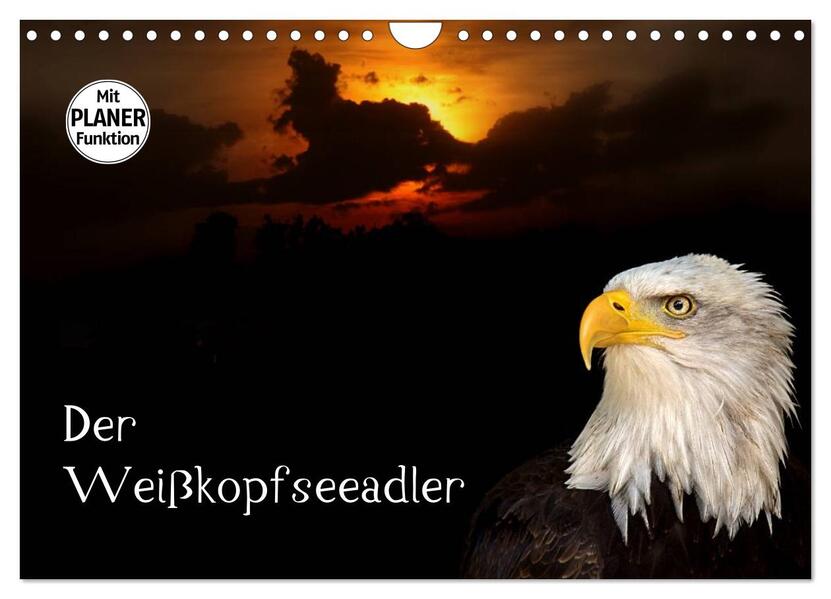 Der Weißkopfseeadler (Wandkalender 2026 DIN A4 quer) CALVENDO Monatskalender