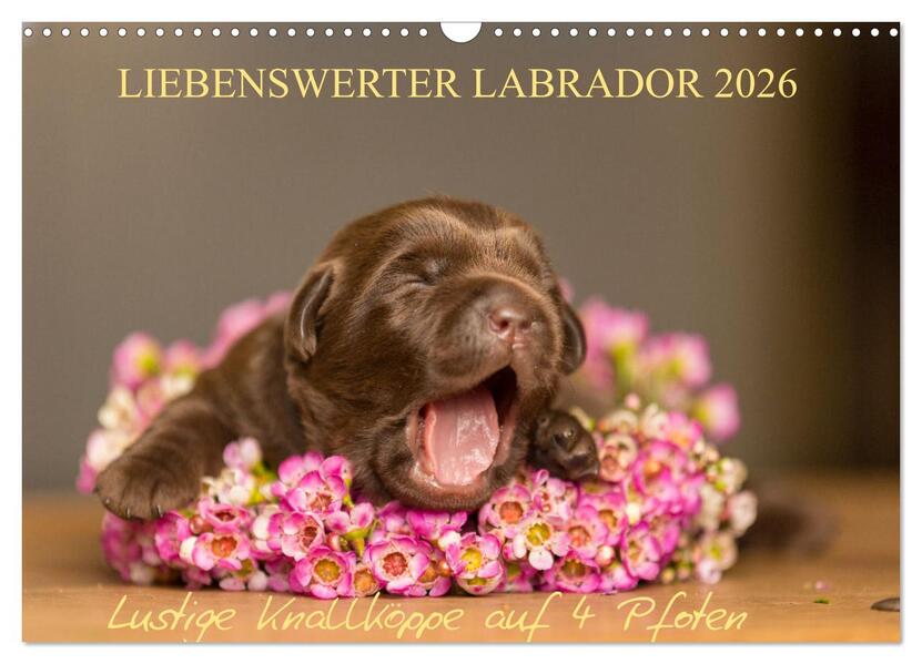 Liebenswerter Labrador 2026 (Wandkalender 2026 DIN A3 quer) CALVENDO Monatskalender