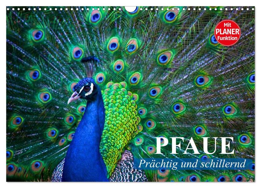 Pfaue. Prächtig und schillernd (Wandkalender 2026 DIN A3 quer) CALVENDO Monatskalender