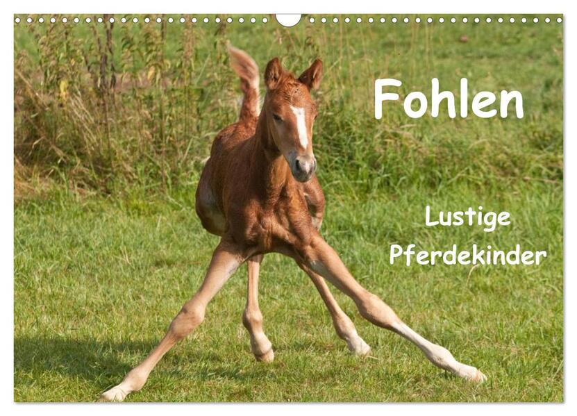 Fohlen - Lustige Pferdekinder (Wandkalender 2026 DIN A3 quer) CALVENDO Monatskalender
