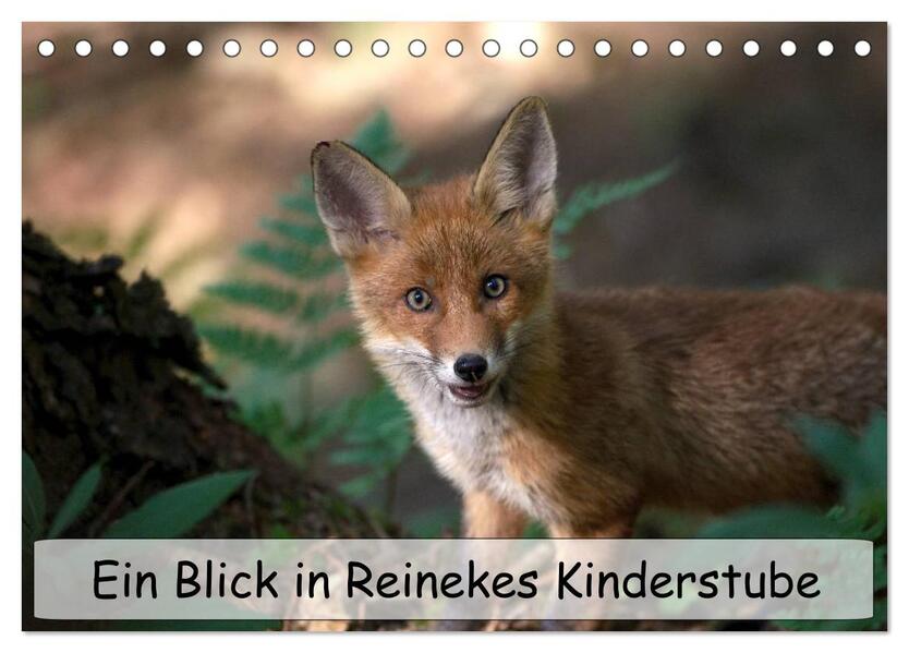 Ein Blick in Reinekes Kinderstube (Tischkalender 2026 DIN A5 quer) CALVENDO Monatskalender