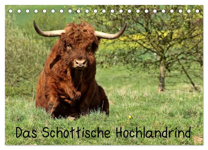 Das Schottische Hochlandrind (Tischkalender 2026 DIN A5 quer) CALVENDO Monatskalender