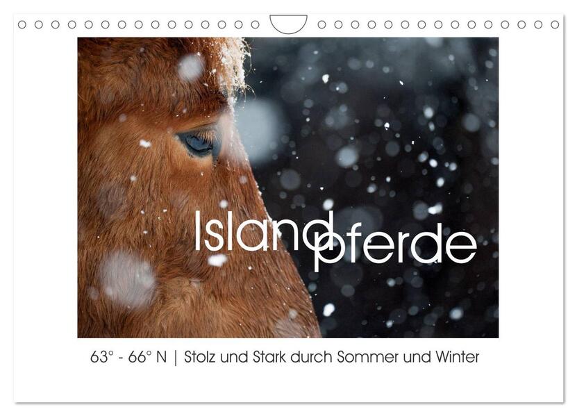 Islandpferde - Stolz und Stark durch Sommer und Winter (Wandkalender 2026 DIN A4 quer) CALVENDO Monatskalender