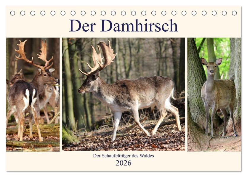Der Damhirsch - Der Schaufelträger des Waldes (Tischkalender 2026 DIN A5 quer) CALVENDO Monatskalender