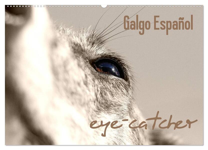 Galgo eye-catcher (Wandkalender 2026 DIN A2 quer) CALVENDO Monatskalender