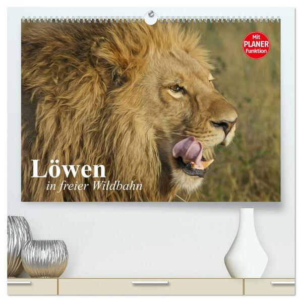 Löwen in freier Wildbahn (hochwertiger Premium Wandkalender 2026 DIN A2 quer) Kunstdruck in Hochglanz