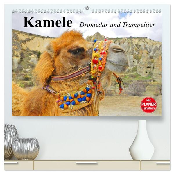 Kamele. Dromedar und Trampeltier (hochwertiger Premium Wandkalender 2026 DIN A2 quer) Kunstdruck in Hochglanz