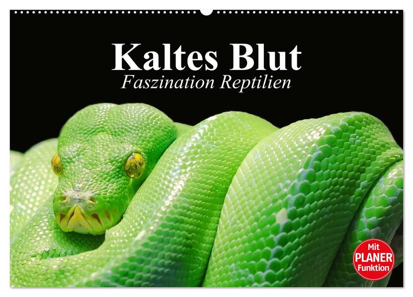 Kaltes Blut. Faszination Reptilien (Wandkalender 2026 DIN A2 quer) CALVENDO Monatskalender
