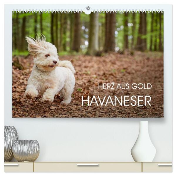 Havaneser - Herz aus Gold (hochwertiger Premium Wandkalender 2026 DIN A2 quer) Kunstdruck in Hochglanz