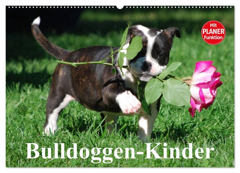 Bulldoggen-Kinder (Wandkalender 2026 DIN A2 quer) CALVENDO Monatskalender