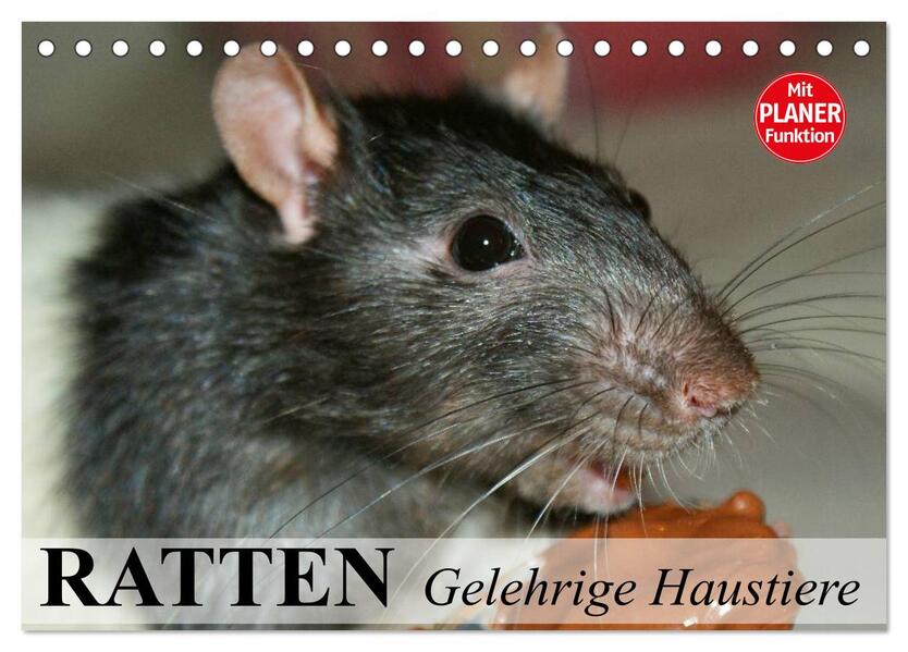 Ratten. Gelehrige Haustiere (Tischkalender 2026 DIN A5 quer) CALVENDO Monatskalender