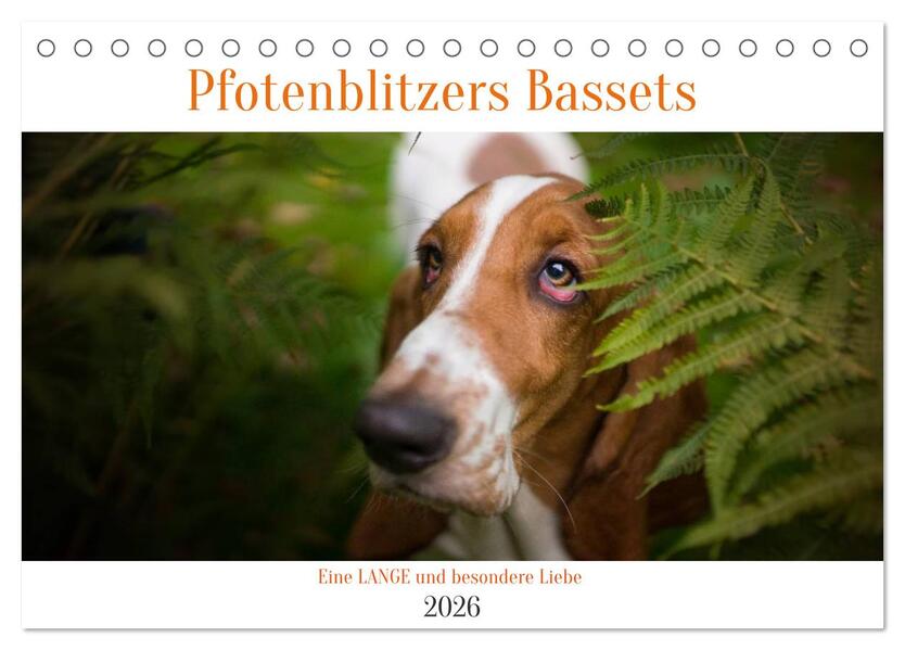 Der Basset eine LANGE und besondere Liebe (Tischkalender 2026 DIN A5 quer) CALVENDO Monatskalender