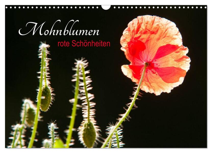 Mohnblumen - rote Schönheiten (Wandkalender 2026 DIN A3 quer) CALVENDO Monatskalender