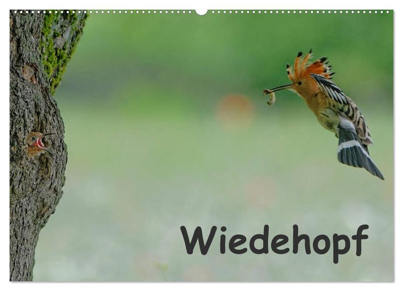 Wiedehopf (Wandkalender 2026 DIN A2 quer) CALVENDO Monatskalender