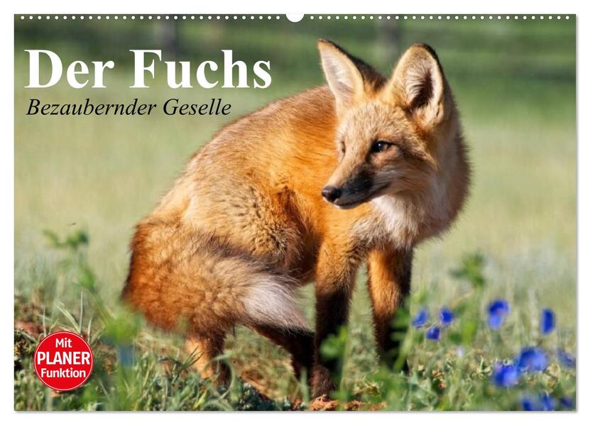 Der Fuchs. Bezaubernder Geselle (Wandkalender 2026 DIN A2 quer) CALVENDO Monatskalender