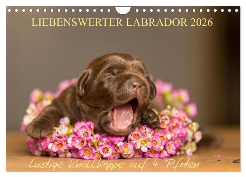 Liebenswerter Labrador 2026 (Wandkalender 2026 DIN A4 quer) CALVENDO Monatskalender