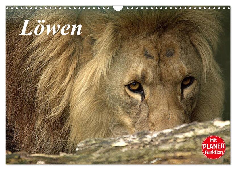 Löwen (Wandkalender 2026 DIN A3 quer) CALVENDO Monatskalender