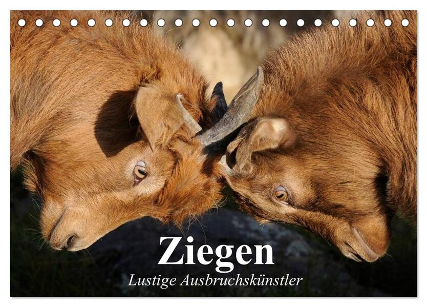 Ziegen. Lustige Ausbruchskünstler (Tischkalender 2026 DIN A5 quer) CALVENDO Monatskalender