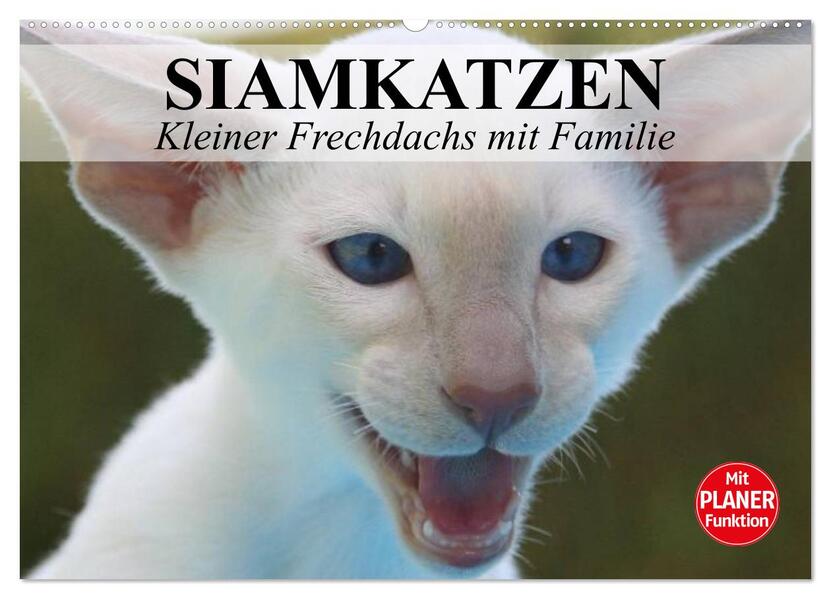 Siamkatzen - Kleiner Frechdachs mit Familie (Wandkalender 2026 DIN A2 quer) CALVENDO Monatskalender